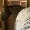 thebossmare